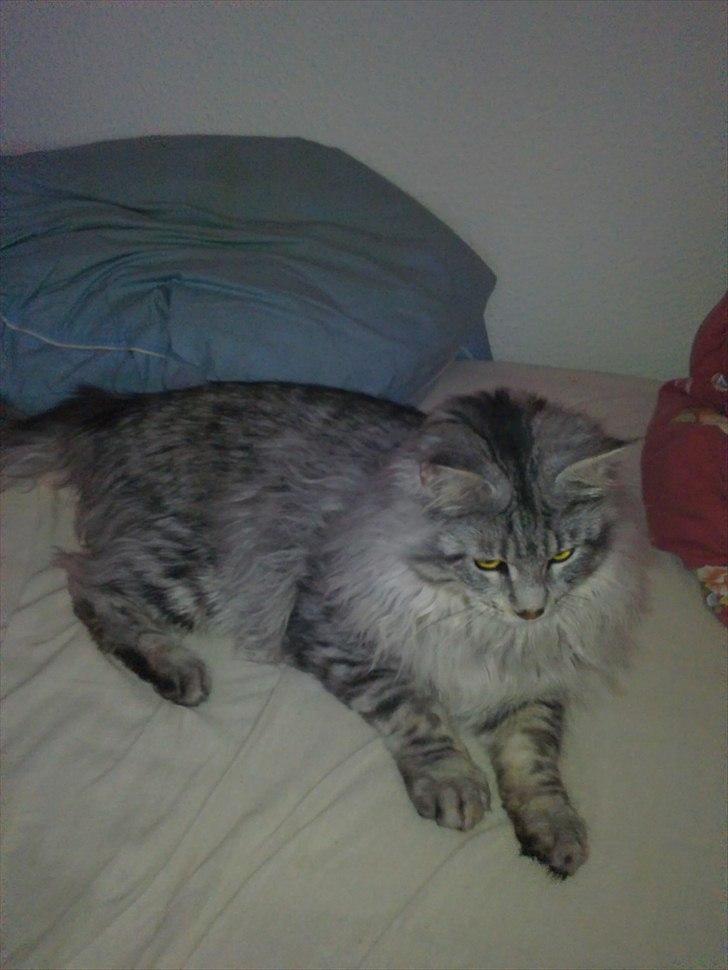 Maine Coon Dolce billede 4