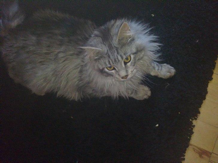 Maine Coon Dolce billede 6