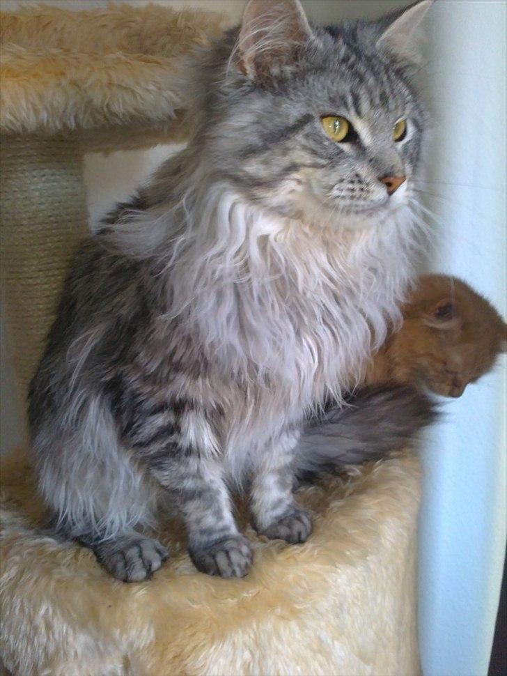 Maine Coon Dolce billede 7