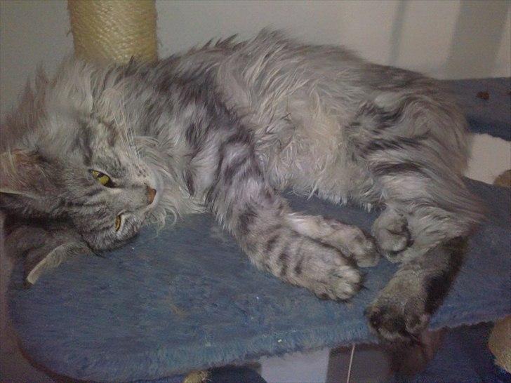 Maine Coon Dolce - Ohh hård dag'' billede 8