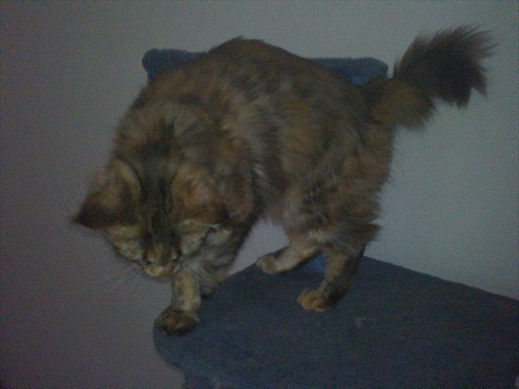 Maine Coon Piña Colada - Jeg skal jo lege model. Når min mor tager billeder :-)  billede 1