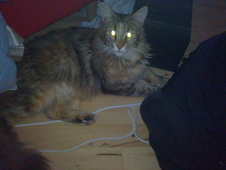 Maine Coon Piña Colada billede 2