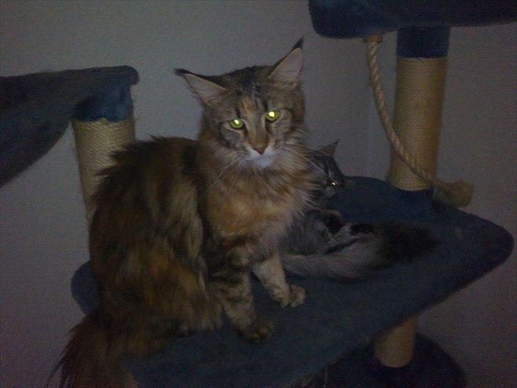 Maine Coon Piña Colada billede 3