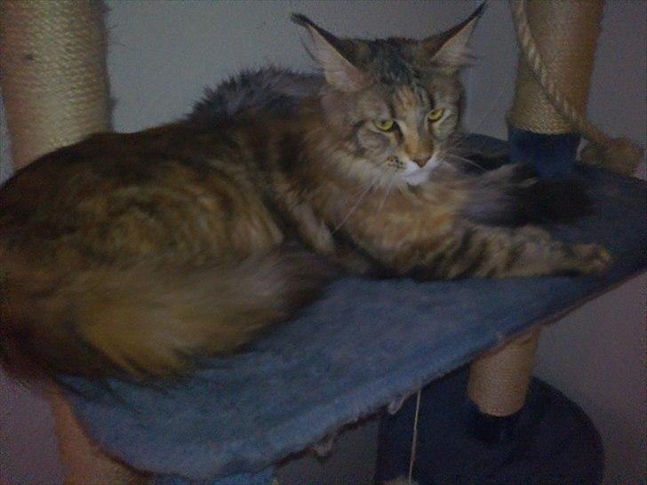 Maine Coon Piña Colada billede 4