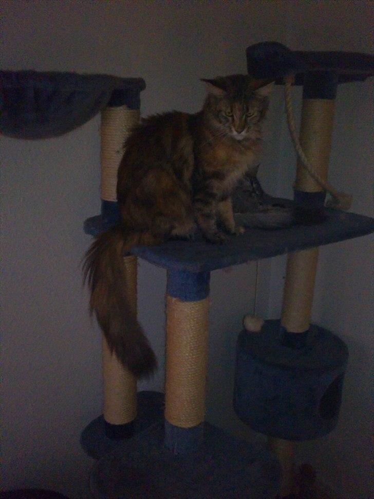 Maine Coon Piña Colada billede 5