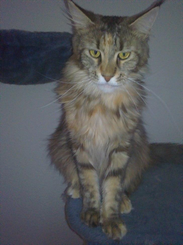 Maine Coon Piña Colada billede 6