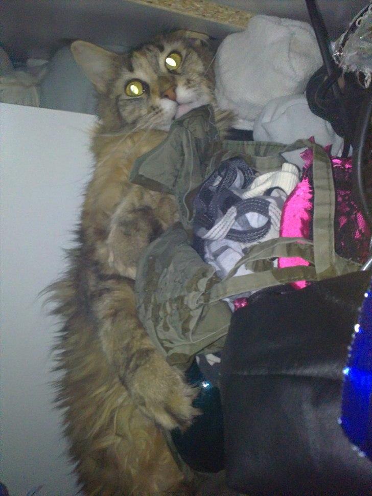 Maine Coon Piña Colada - Nu du ''skal'' tage billeder. Skal jeg da nok se så sød ud!  billede 7