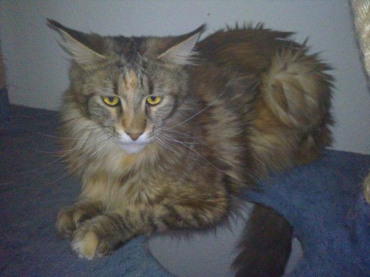 Maine Coon Piña Colada billede 8