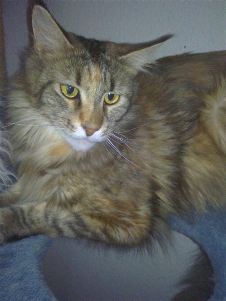 Maine Coon Piña Colada billede 9