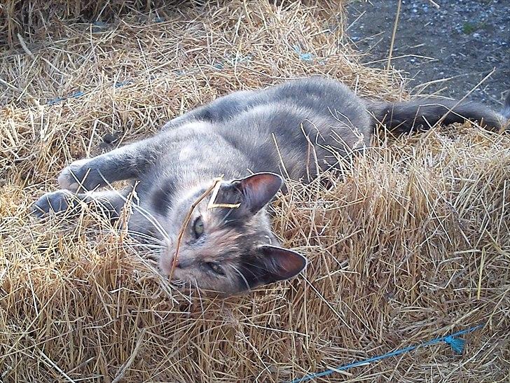 Blanding af racer Pjuske - Velkommen til Pjuskes profil billede 1