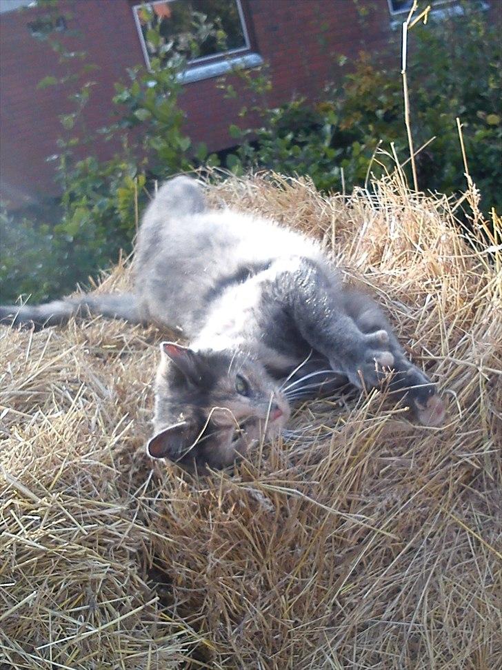 Blanding af racer Pjuske billede 2