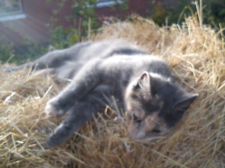 Blanding af racer Pjuske billede 3