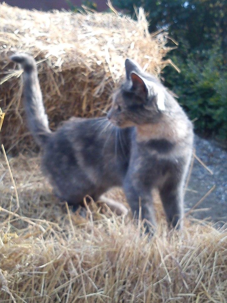 Blanding af racer Pjuske billede 4