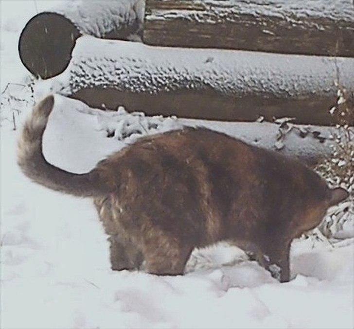 Blanding af racer Pjuske billede 5