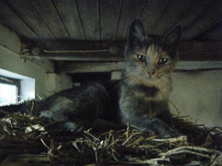 Blanding af racer Pjuske billede 6