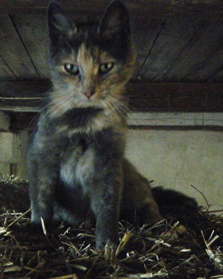 Blanding af racer Pjuske billede 7