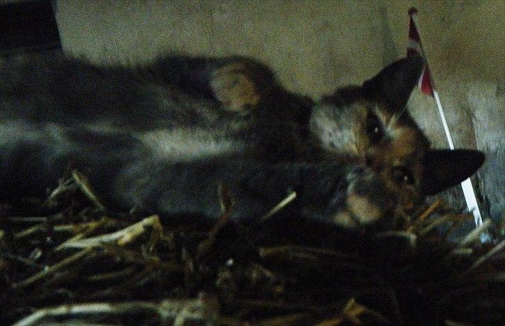 Blanding af racer Pjuske billede 9