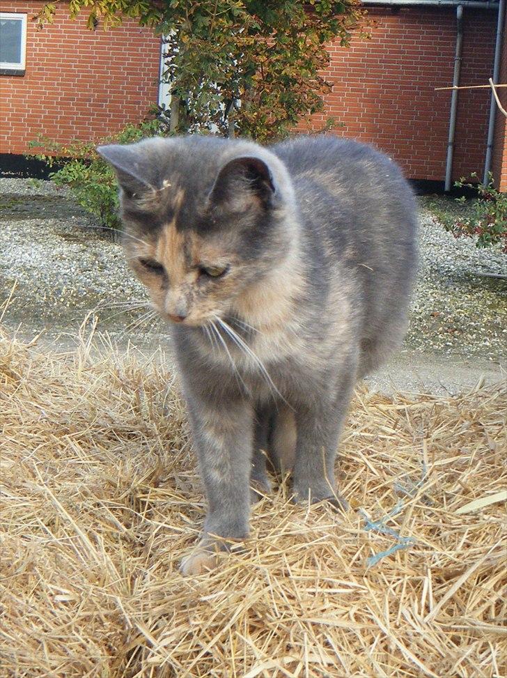 Blanding af racer Pjuske billede 10