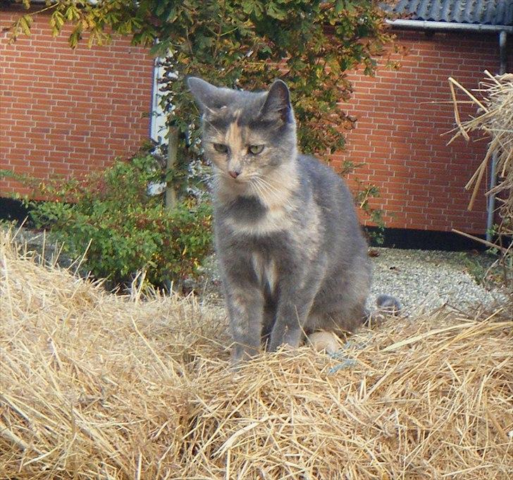 Blanding af racer Pjuske billede 11