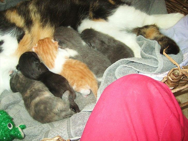 Blanding af racer Pjuske - Pjuske 2 dage gammel billede 12