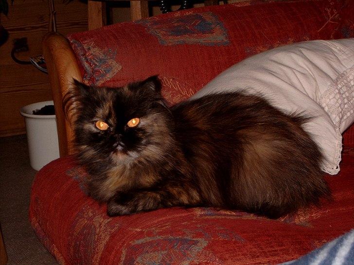 Perser Choko R.I.P. billede 1