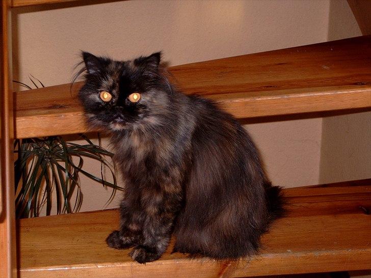 Perser Choko R.I.P. billede 4