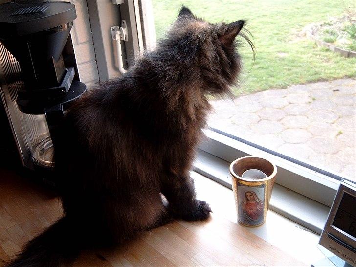 Perser Choko R.I.P. - Kommer der snart nogen?
Jeg keder mig.. billede 5