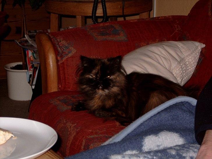 Perser Choko R.I.P. - Kan du ikke se jeg prøver at sove måske? billede 6