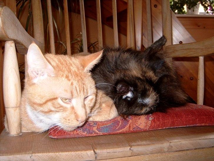 Perser Choko R.I.P. - Ahhh at putte med Garfield er det næst bedste i verden. billede 7