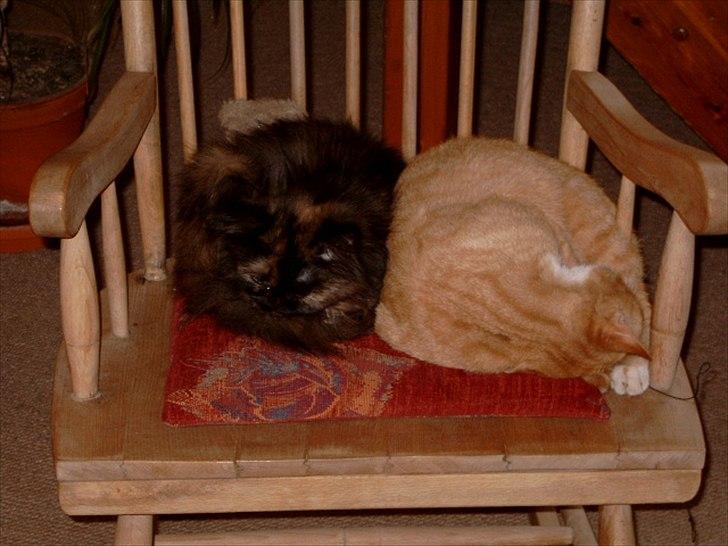 Perser Choko R.I.P. - Se hvor de hygger. billede 8