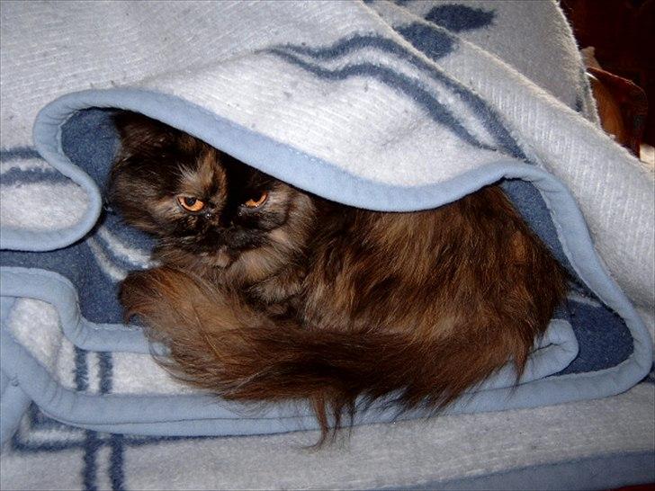 Perser Choko R.I.P. billede 9