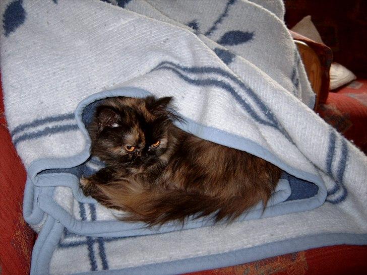 Perser Choko R.I.P. - Her kan ingen se mig billede 10