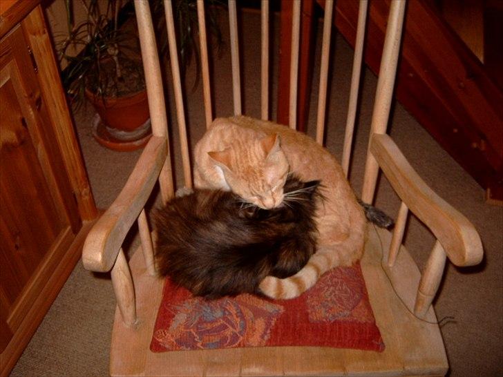 Perser Choko R.I.P. - At blive vasket er dejligt :D  billede 11