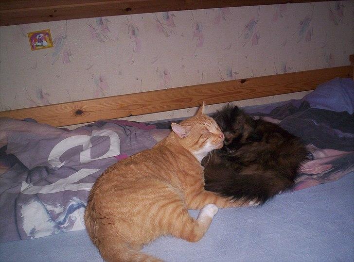 Perser Choko R.I.P. - zzz

At ligge i Charlottes seng, med Garfield er bedst i hele verden billede 12