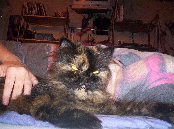 Perser Choko R.I.P. billede 13