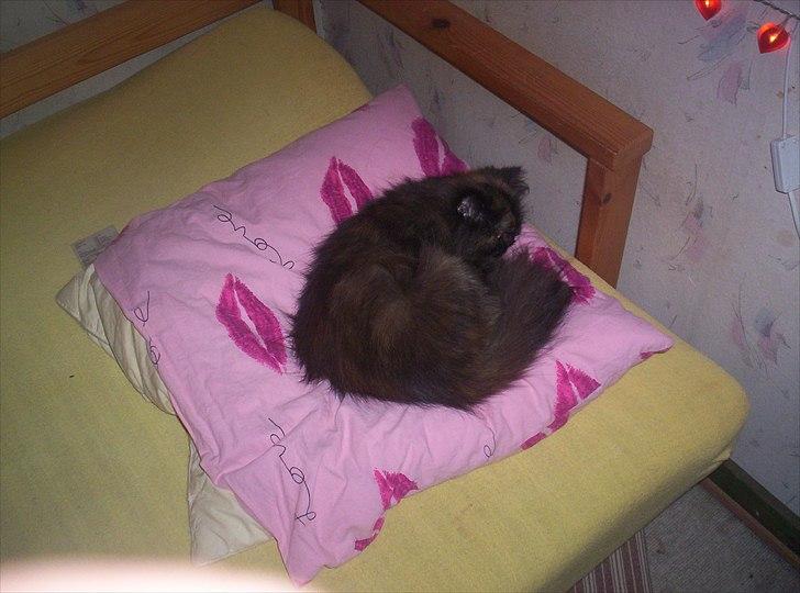 Perser Choko R.I.P. - HAHA!

Jeg fik den først. billede 14