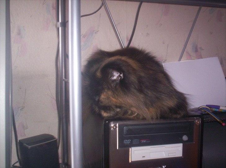 Perser Choko R.I.P. - Jeg synes det mennesket laver er meget spændende og så er computeren, deeeeejlig varm.. billede 15