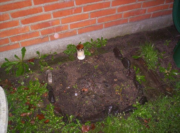 Perser Choko R.I.P. - Sov godt choko mis <3
 billede 16