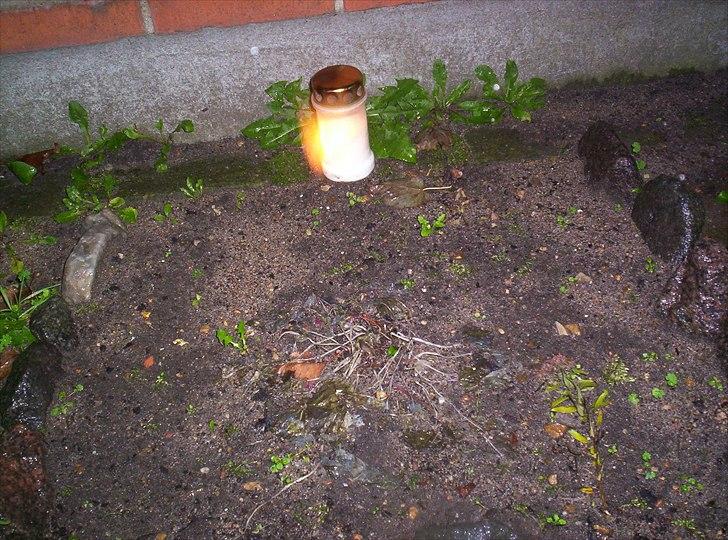 Perser Choko R.I.P. billede 17