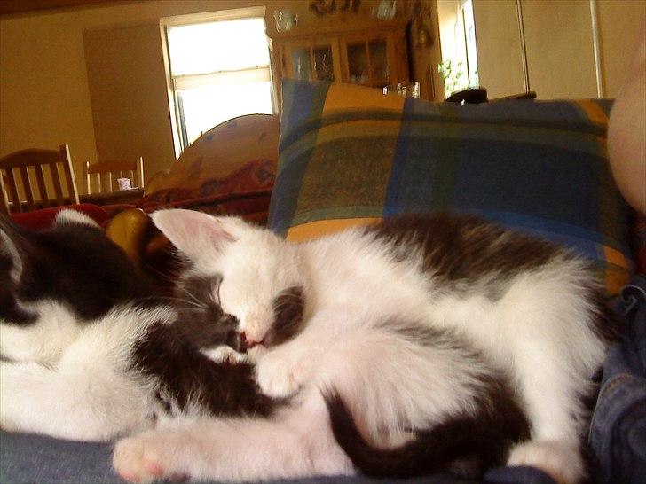 Huskat Sunshine - Sunshine dengang hun var lille bitte..  billede 4