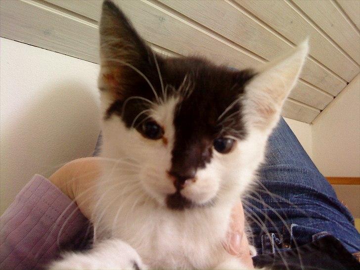 Huskat Sunshine - Sunshine som lille <3 billede 5