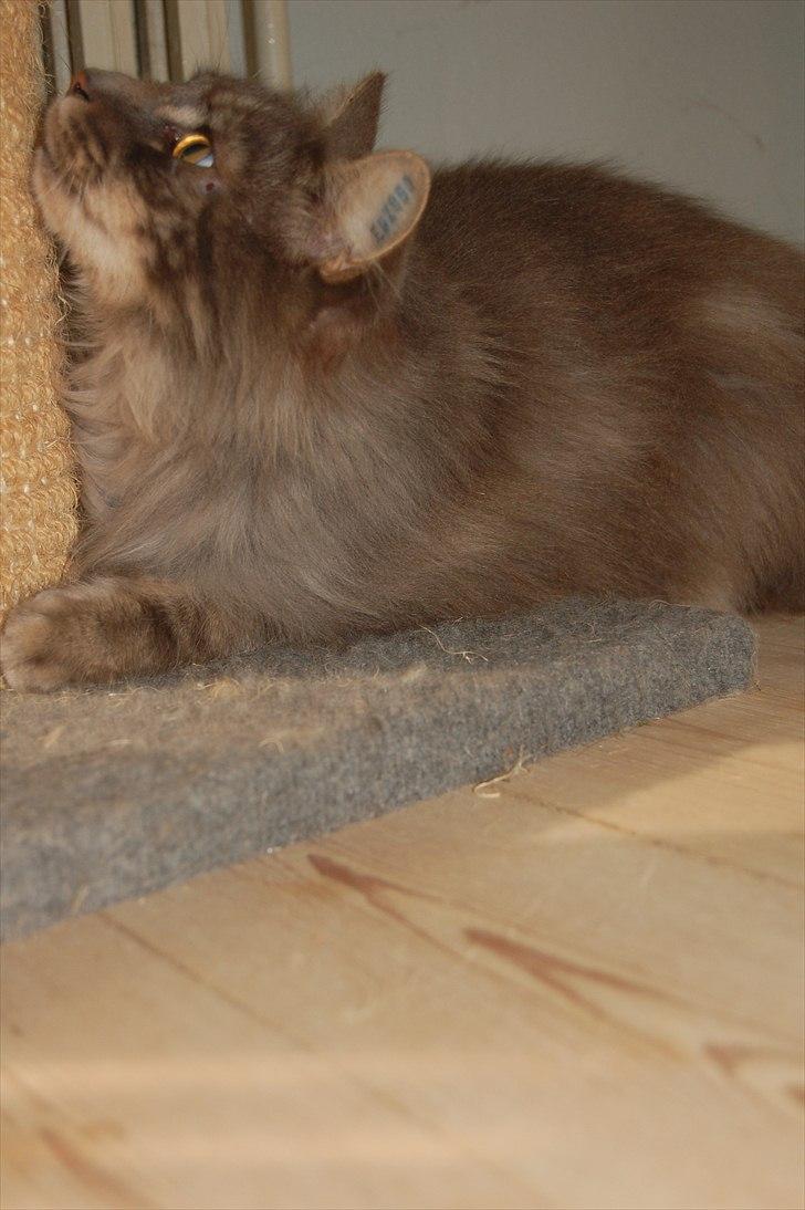 Maine Coon Killing billede 12