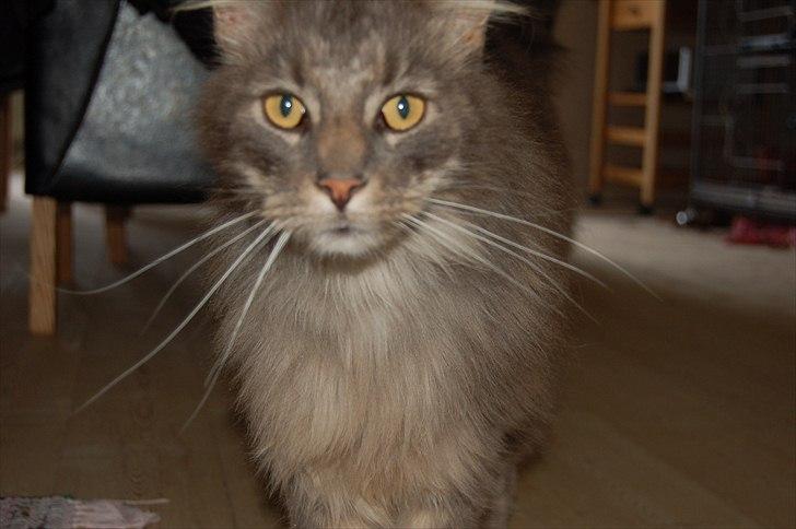 Maine Coon Killing billede 13