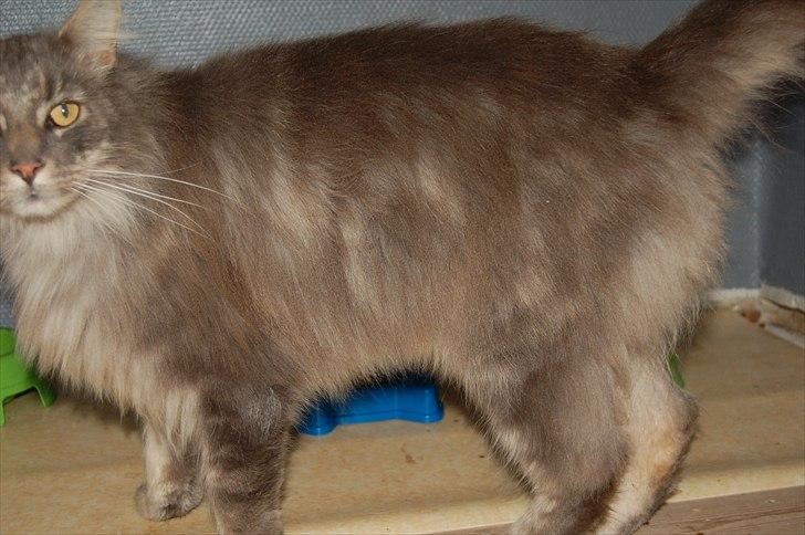 Maine Coon Killing billede 14