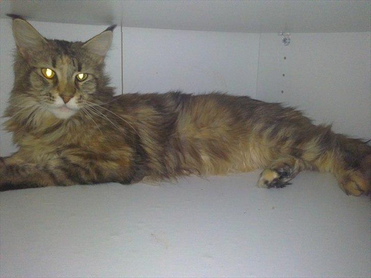 Maine Coon Piña Colada billede 10