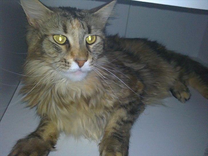 Maine Coon Piña Colada billede 11
