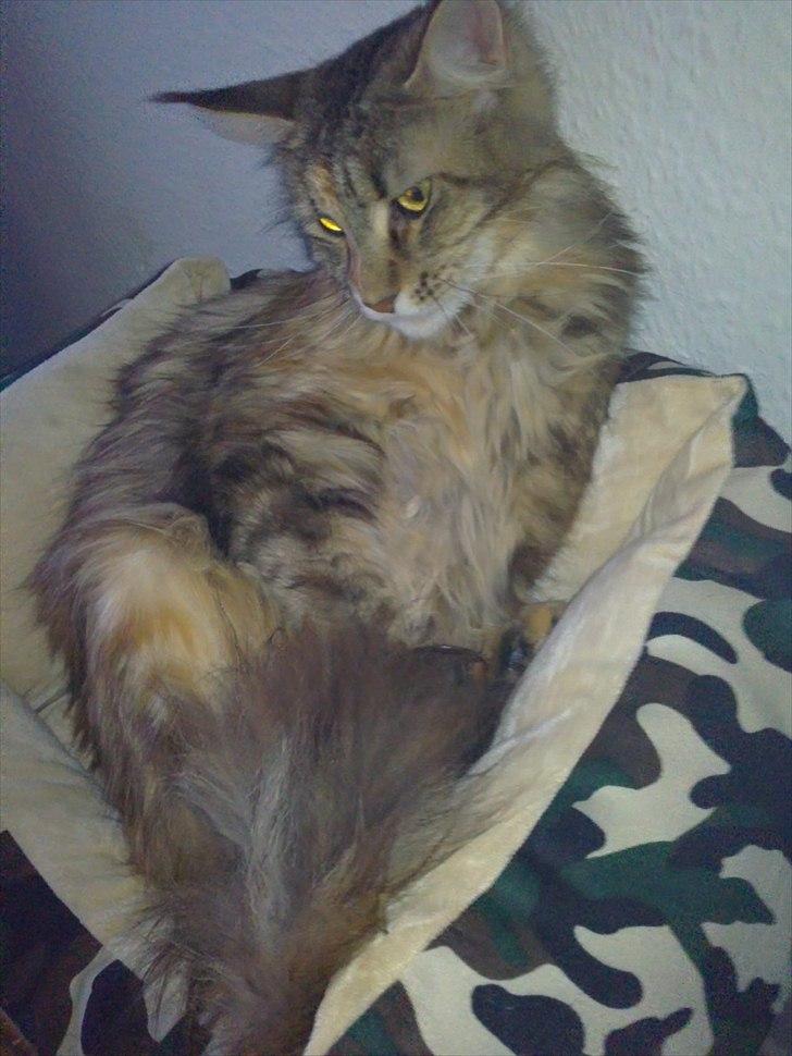 Maine Coon Piña Colada - Godmorgen. Må jeg stå op i fred? :o) billede 12