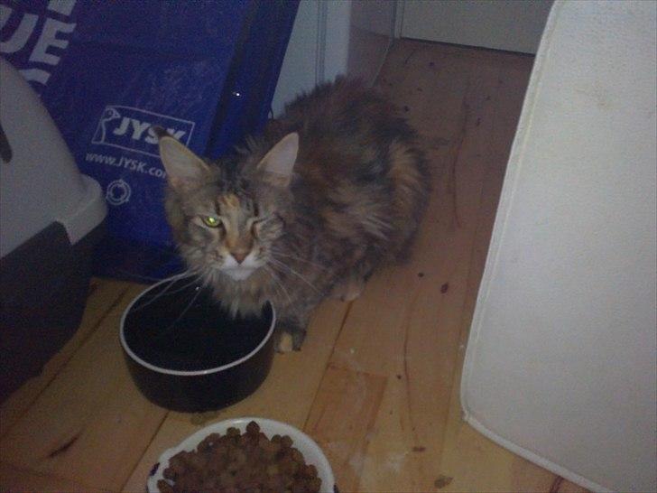 Maine Coon Piña Colada - Blinke, blinke ;-) 
Fjern så det kamara mor!  billede 13