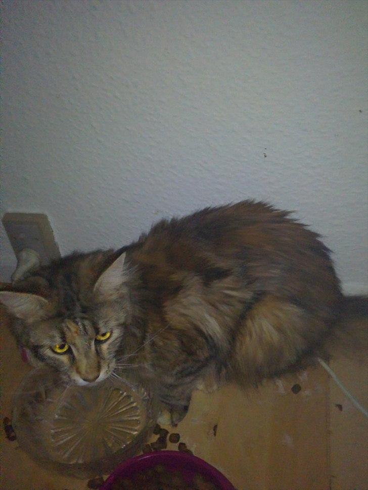 Maine Coon Piña Colada billede 14