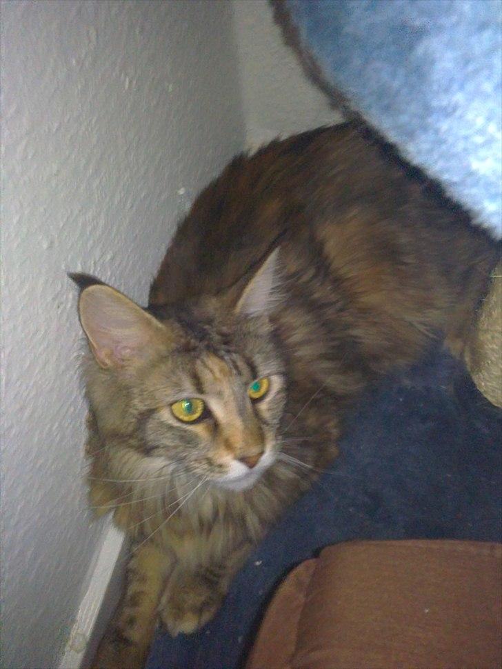 Maine Coon Piña Colada billede 15